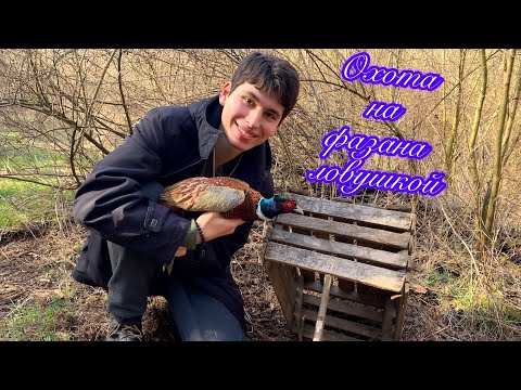 Видео: Охота на фазана ловушками!!! Испытание ловушек. Поход в лес.