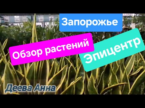 Видео: Обзор растений в Эпицентре Запорожье 20.10.25