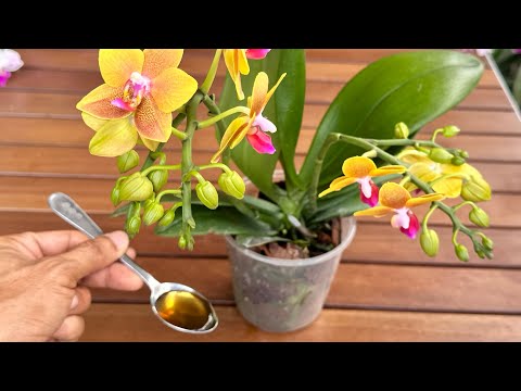 Видео: Я насыпала в корни 1 ложку! Странно, что слабая орхидея цветет круглый год.