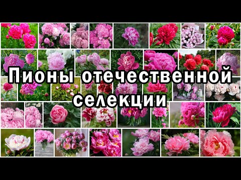 Видео: Пионы отечественной селекции | 58 сортов на 115 фотографиях | Слайд-шоу