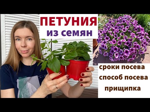 Видео: ВСЁ О РАССАДЕ ПЕТУНИИ: когда сеять, самый надежный способ посева, прищипка