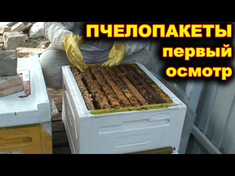 Видео: Пчелопакеты. Первый осмотр.