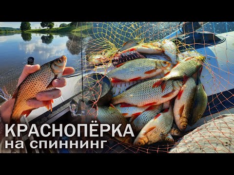 Видео: КРАСНОПЕРКА  ГНЁТ СПИННИНГ В ДУГУ! Мормышинг в деле. Ловля красноперки на спиннинг