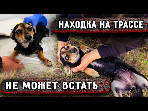 Видео: Остановились на трассе и случайно увидели в траве собаку, не может встать. Как сложилась ее судьба?