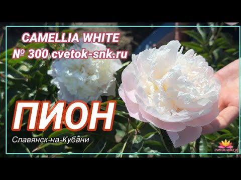 Видео: Кремово-белый пион Camelia White / Сад Ворошиловой