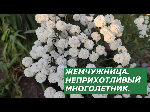 Видео: БЕЛОСНЕЖНОЕ ЧУДО  - ЖЕМЧУЖНИЦА