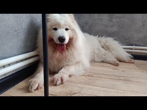 Видео: ВЛОГ/ Что сделали за лето/ Уехали в отпуск