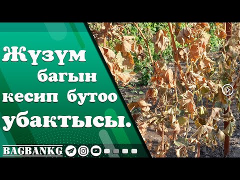 Видео: Жүзүм багын кесип бутоо убактысы жана жүзумдүн ортосунда аралыктары.