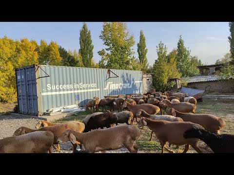 Видео: АРАШАН койлоруну тез эле көбөйткөн жаш жигит || Эми үзүрүнү көрүп жатам дейт || Арашан койлору