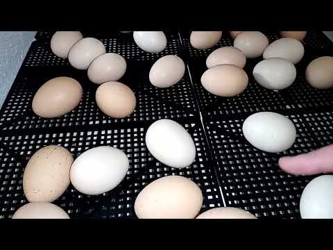 Видео: Обзор инкубатора "Несушка" серии фермер