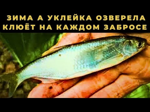 Видео: УКЛЕЙКА зимой на МАХ клюёт как из пулемёта Мои маленькие секреты