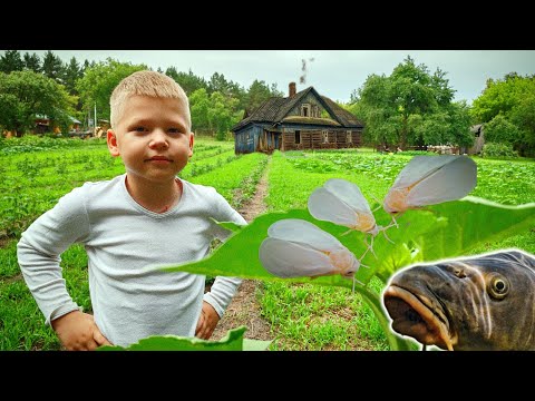 Видео: Семья из ДЕРЕВНИ приехала на ХУТОР ДЕТСТВА и РОДИТЕЛЬСКИЙ ХУТОР. Уроки по посадке. Секрет в капусте.