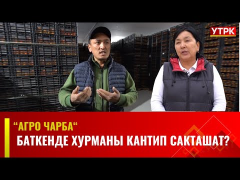 Видео: Баткенде хурманы кантип сакташат? | Агро Чарба
