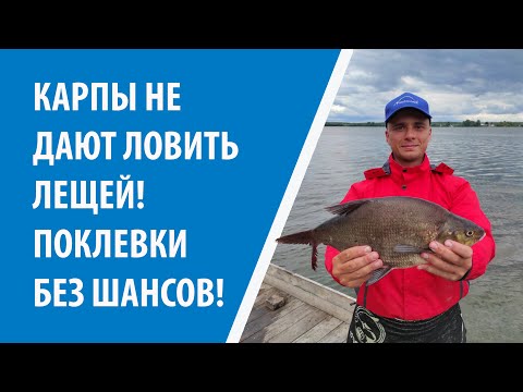 Видео: ЭТИ КАРПЫ СОВСЕМ ОБНАГЛЕЛИ! РЫБАЛКА НА ОСИПОВИЧСКОМ ВОДОХРАНИЛИЩЕ