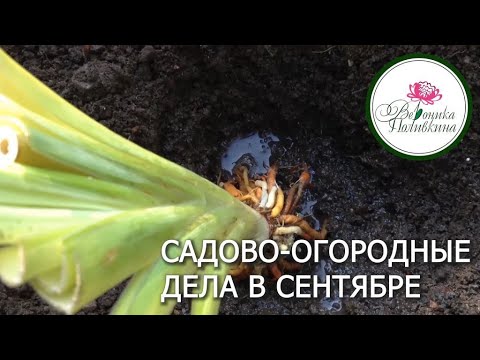 Видео: САДОВО ОГОРОДНЫЕ ДЕЛА В СЕНТЯБРЕ