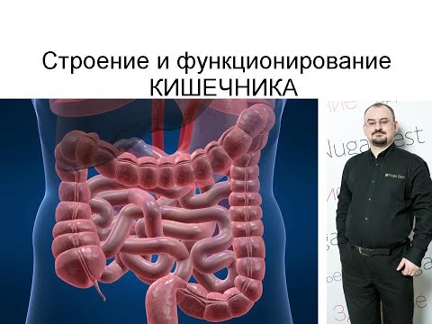 Видео: Строение и функционирование кишечника.