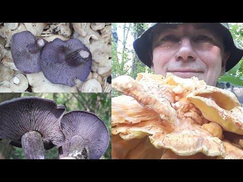 Видео: Рядовка майская и не только! Весенние грибы.
