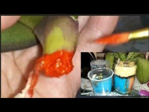 Видео: Поролон⚡ СПАСЕНИЯ для Орхидей🔥👍Спасение мамки двух деток С цветоноса без КОРНЕЙ/идея @FlowerLover___