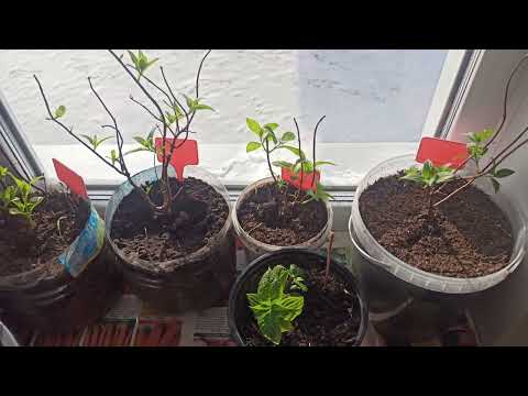 Видео: ОБЗОР РАССАДЫ🌱 ОБЗОР СЕМЯН🌱ФЕВРАЛЬ 2024🌿