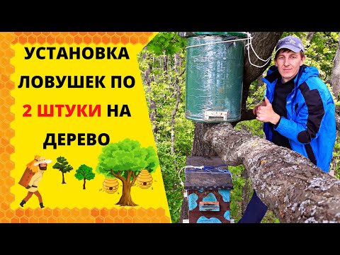 Видео: УСТАНОВКА ЛОВУШЕК ПО ДВЕ ШТУКИ НА ДЕРЕВО!
