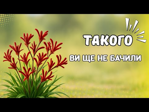 Видео: НЕЙМОВІРНІ РОСЛИНИ: форми, кольори, розміри, які ВРАЖАЮТЬ.