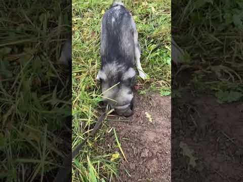 Видео: добытчик.  #охотник#собакакопака