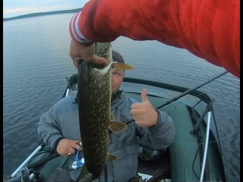 Видео: Умба 2020. Супер рыбалка на щуку. Ловля на троллинг, поклевки каждые 5 минут.