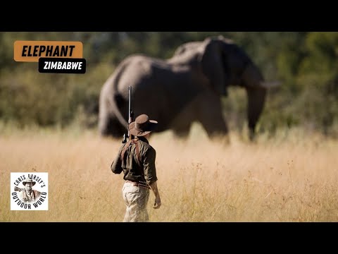 Видео: Огромный зимбабвийский слон