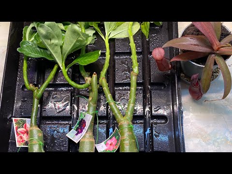 Видео: Что то Новенькое 🤗🍃#89