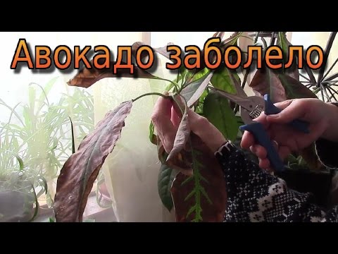 Видео: Домашний авокадо.  Деревце авокадо страдает и просит помощи!
