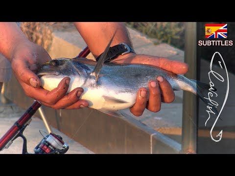 Видео: Ловля морского леща на ракушку и краба-отшельника.