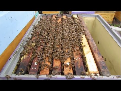 Видео: пчеловодство на ячейке 4,9 мм - часть 65, методика без осмотров и весеннего сокращения 10.05.2024