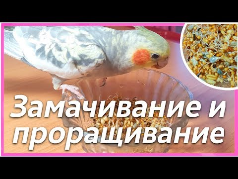 Видео: Как прорастить и замочить корм? Чем кормить попугая. | Рокки Life