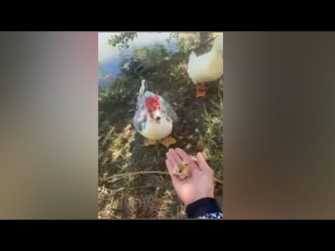 Видео: Daniella Дана Yussupbek is live! Утро💕🐿️🦆🐦‍⬛☕️☕️☕️