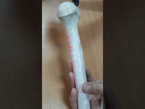 Видео: Қол сүйектері. Иық сүйектері. Тоқпан жілік.