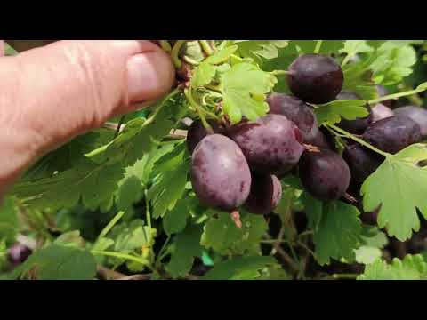 Видео: 7 ПРЕИМУЩЕСТВ ГРУШЕНЬКИ!!! А ВЫ И НЕ ЗНАЛИ?! #крыжовник #сорткрыжовникаГрушенька #бесшипыйкрыжовник