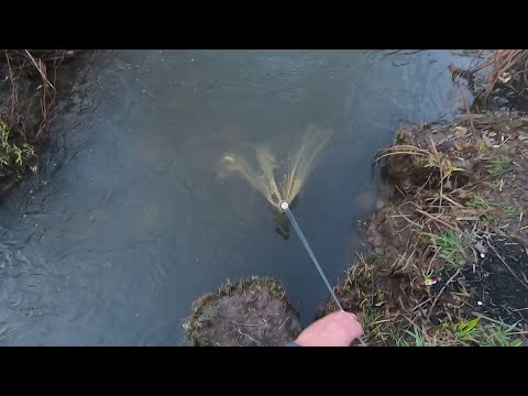 Видео: Сколько же тут рыбы?