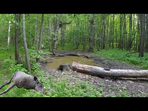 Видео: Нашел браконьерский солонец. Или что это такое?