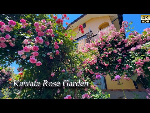 Видео: 【4K HDR РОЗЫ】Дизайн с розами у себя дома — вдохновлённо мастером-садовником. Сад роз Кавата.