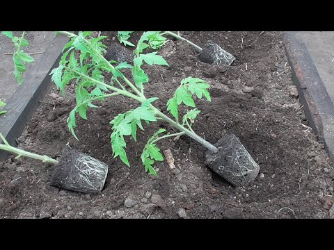 Видео: Что добавляю в лунку при высадке томатов в теплицу? Ольга Чернова.