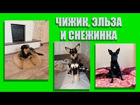 Видео: История Чижика, Эльзы и Снежинки и тех кто не смог выжить 😓 #чижик #эльза #снежинка #собачьесчастье