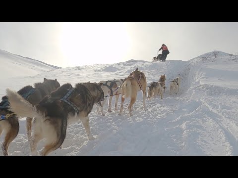 Видео: «Аvacha Race». 300 км на собаках по вулканам