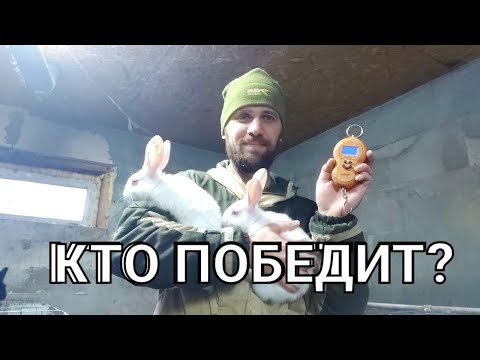 Видео: Старт эксперимента: Дорогой- Дешевый комбикорм для кроликов