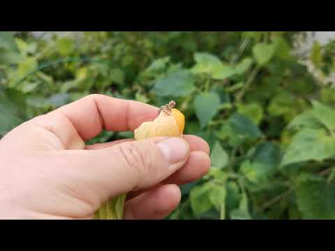 Видео: Уборка теплицы и многое другое