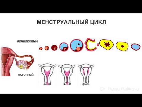 Видео: Менструальный цикл - 5 уровней регуляции. 08.12.2023