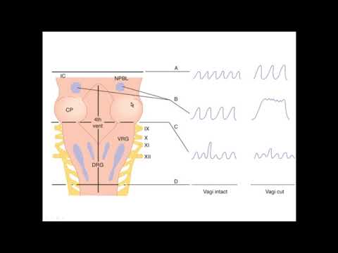 Видео: Центральные механизмы регуляции дыхания