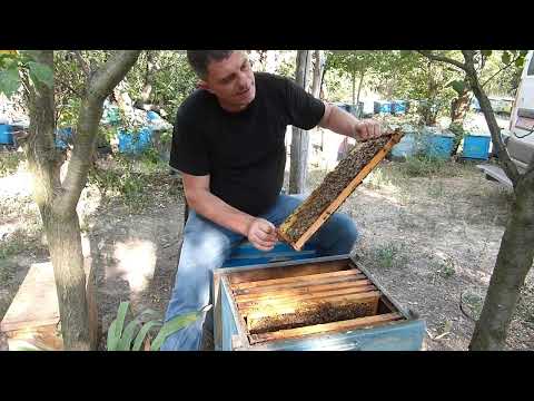 Видео: Когда,как и зачем сокращать гнездо пчел для закармливания сахарным сиропом.