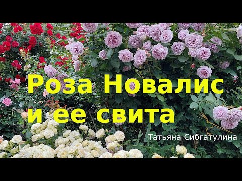 Видео: Розы. Композиция: Новалис, Пастелла, Лорена Сомерхаус
