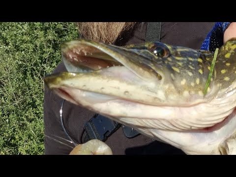 Видео: 15.Пакрафт для рыбалки. Зачетная щука на спиннинг