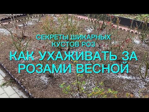 Видео: Как ухаживать за розами весной ? Секреты выращивания пышных и шикарных кустов.🌹🌹🌹